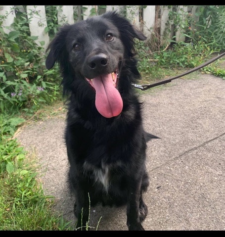 Australian Shepherd – 5year old needs rehomed