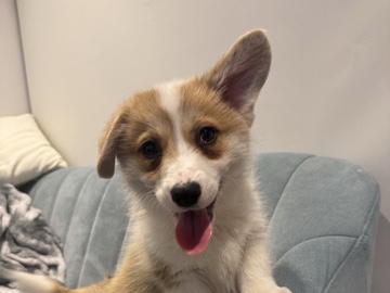 Rehoming My Purebred Corgi Puppy - Bruno (Melbourne CBD)