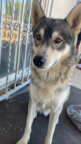 Siberian Husky – kovo
