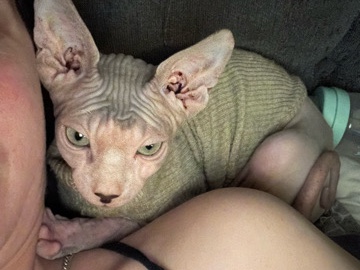 Somali - 2 sphynx cats to home  available for adoption in Exeter