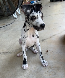 Great Dane – Great Dane puppy