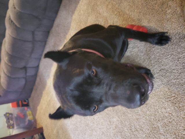 Cane Corso – cane corso Molly