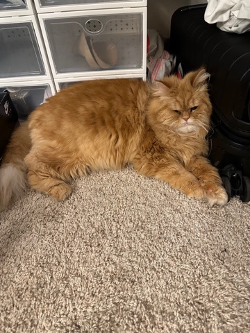 Persian (Traditional) – Persian Cat