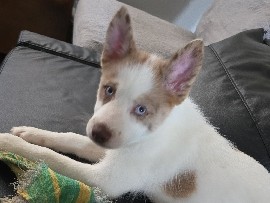 Pomsky – Pomsky Puppy 2 – Spanaway