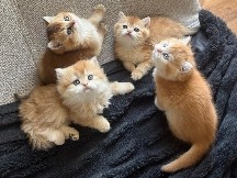 Image of British Shorthair