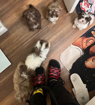 Shih Tzu – look for their forever homes