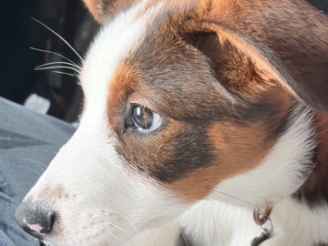 Border Collie – sunny – Blue Ridge