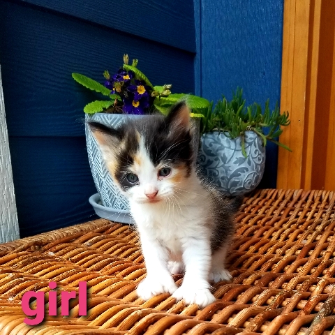 beautiful kittens