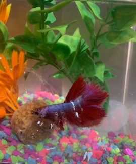 Betta – one pink beta