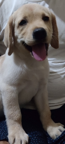 sell golden retriever dog