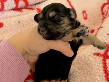 Dachshund – Mini longhair dachshund black and cream girl – Montrose