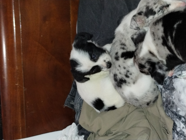 Chihuahua – male Chihuahua border Collie mix