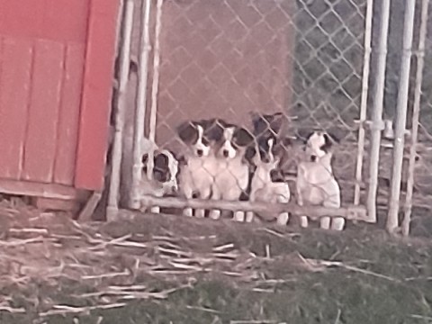 Rat Terrier – mini Australian shepherd/rat terrior cross