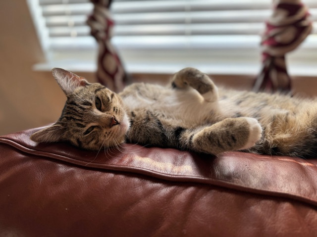 Bengal – two tabby/bengal kittens