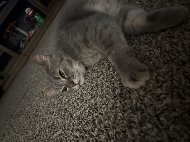 American Shorthair – Nayla – Newton Falls