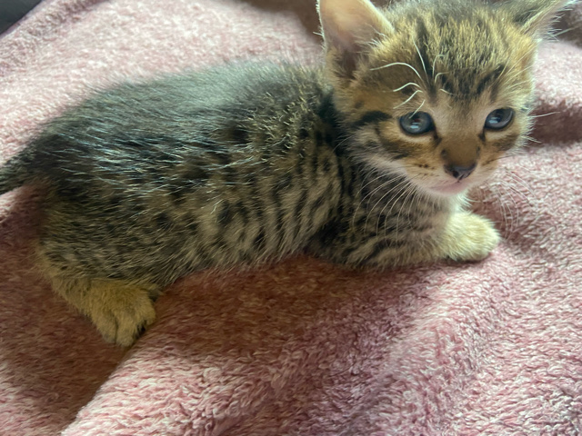 American Shorthair – 6 striped kittens
