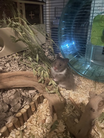 female Syrian hamster