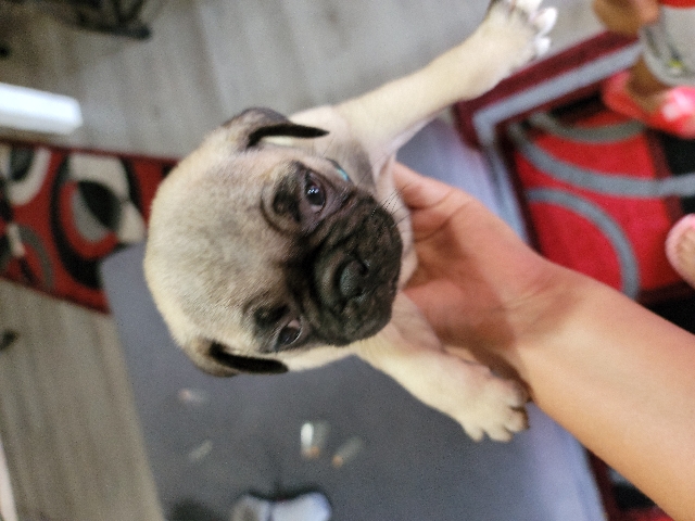 petshome%2Fadverts%2FG5eJysL24ScgQ6PI3te8%2Fmain image
