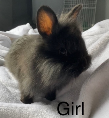 Lionhead – baby bunnies