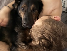German Shepherd – Katahoola/German shepard mix – Hiram