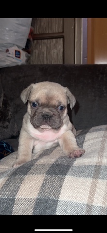 French Bulldog – French bull dog puppies