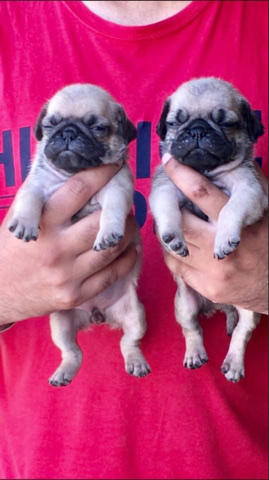 Pug – pug puppy both colour