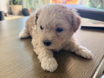 Buy Bichon Frise Maltichon Puppies for sale in Phoenix