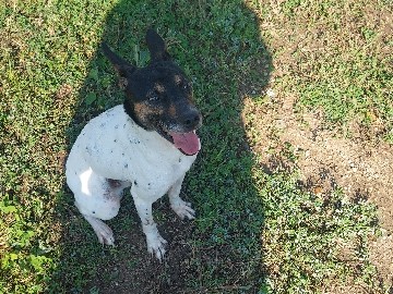 Rat Terrier – Jack Russell Mix(Rat Terrier) – Racine