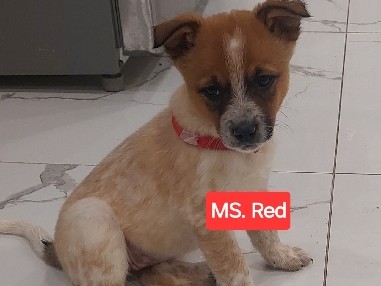 Australian Cattle Dog - FULL BREED AUSTRALIAN CATTLE PUPPIES(BLUE/RED HEELER) FOR SALE available for adoption in Mississauga