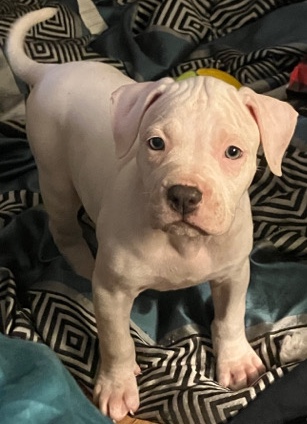 Dogo Argentino & Staffordshire Bull Mix