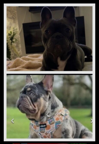 French Bulldog – blue tan Merle