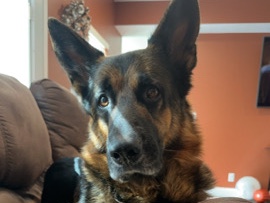 German Shepherd – Help Rehome Max the German Shepherd – Frankfort