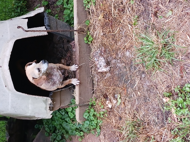 Pomeranian – Molly for sell