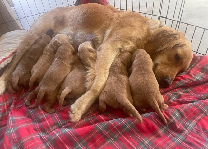 Golden Retriever – Golden retriever puppies will be ready to go by Christmas