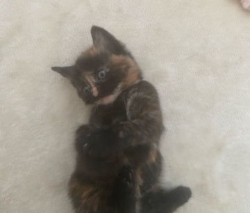 European Shorthair – Adorable European Shorthair Kitten – 4 Weeks Old – Bradford