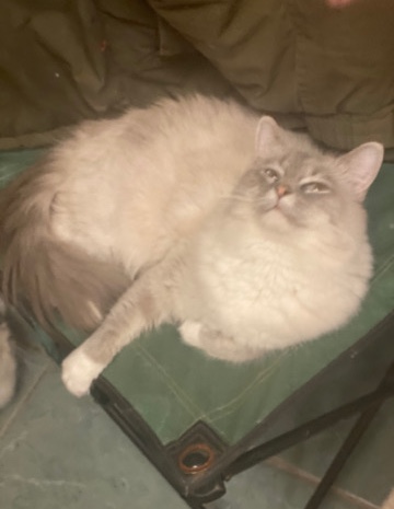 Ragdoll – furry fooferz