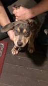American Pit Bull Terrier – Blue pitbull puppy