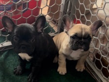 French Bulldog - full breed French bulldogs  available for adoption in Phoenix