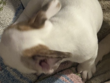 French Bulldog – Frenchie