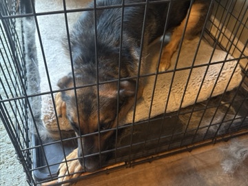 Australian Shepherd – Keiko - German/ Australian Shepard – DeMotte
