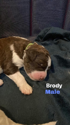 Poodle – Bernedoodles for sale