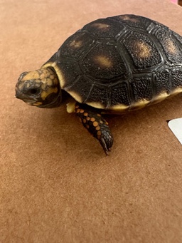 turtle – Rehoming Tortoise