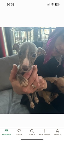 whippet male pups 