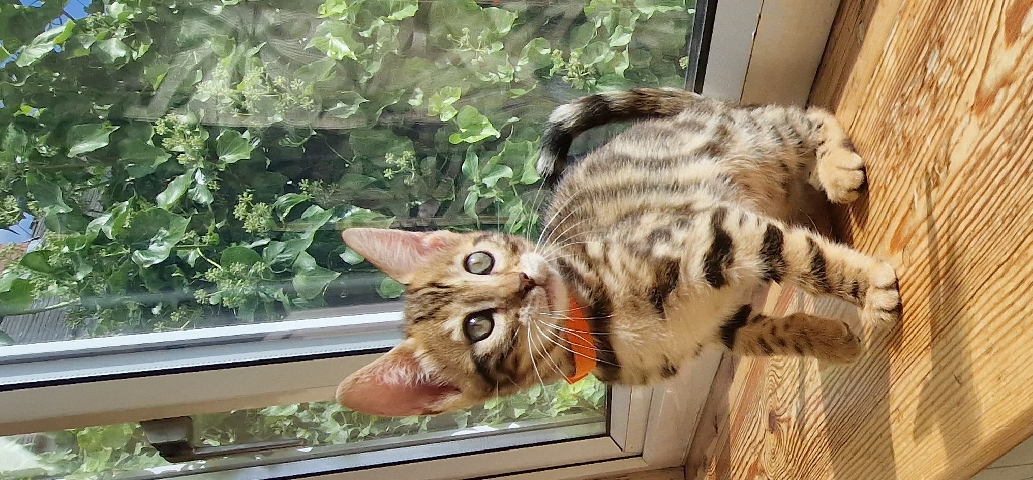 Bengal – Bengal kittens
