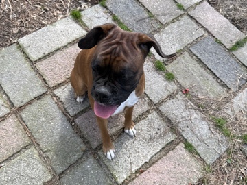 Boxer – Girl Boxer – Richmond