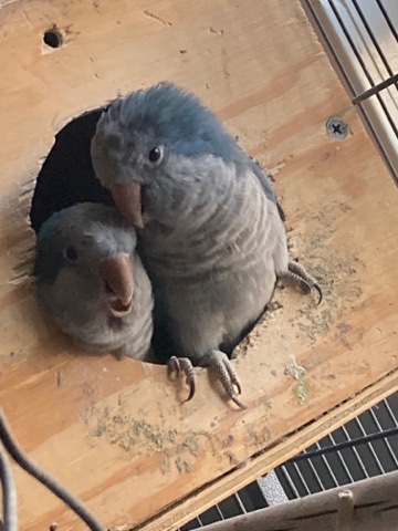 birds