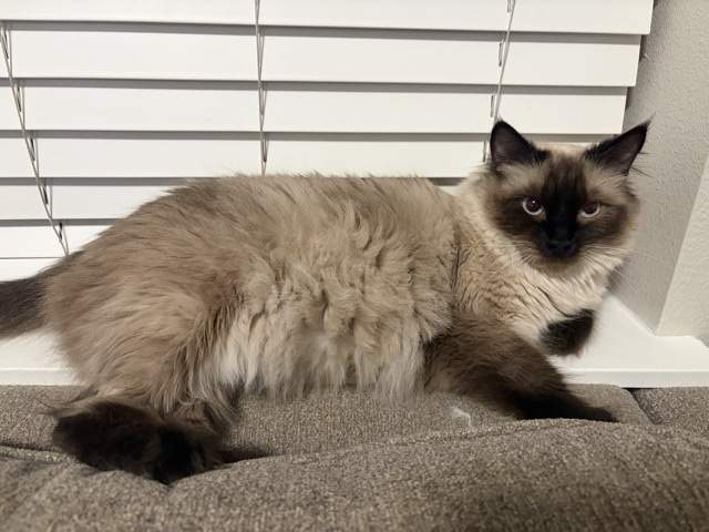 Siamese – Beautiful 2-Year-Old Siamese Cat for Rehoming in Brighton – Brighton