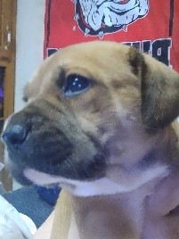 Bulldog – loving mixed pups for sell