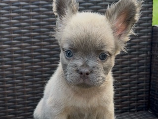 French Bulldog – Fluffy Frenchie Available – Charlotte