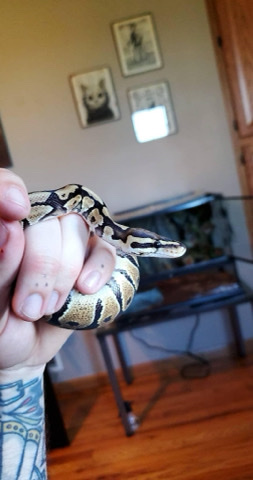 Vanilla Ball Python